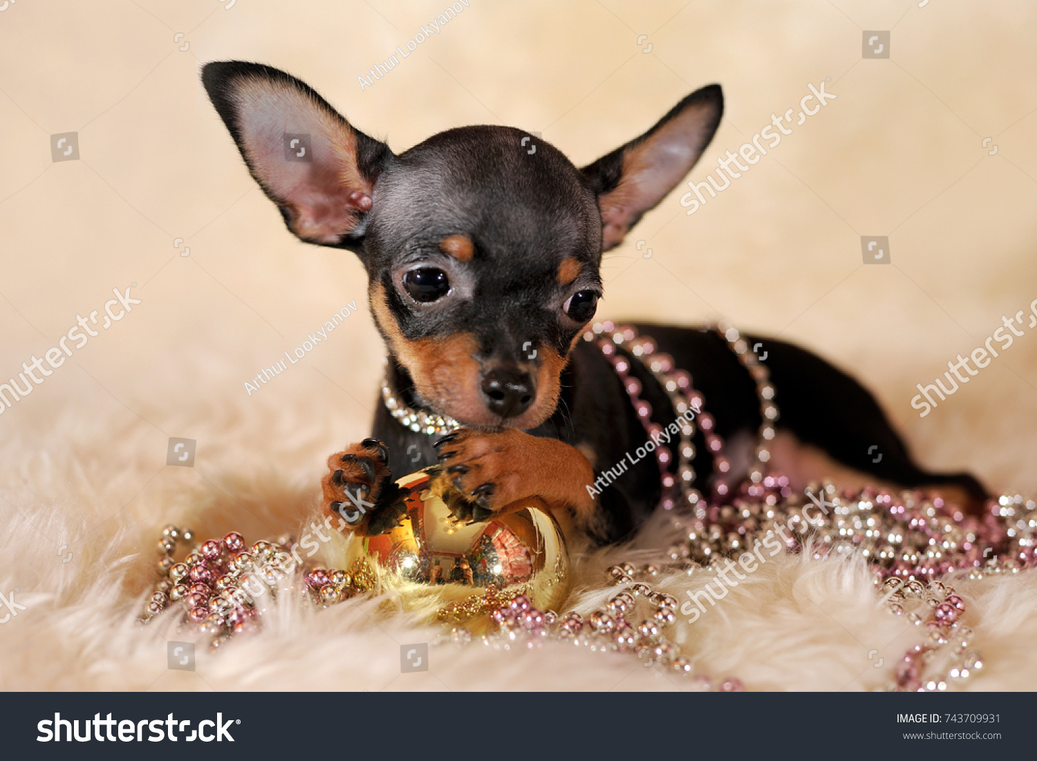 Black Tan Shorthaired Russkiy Toy Russian Stock Photo Edit Now