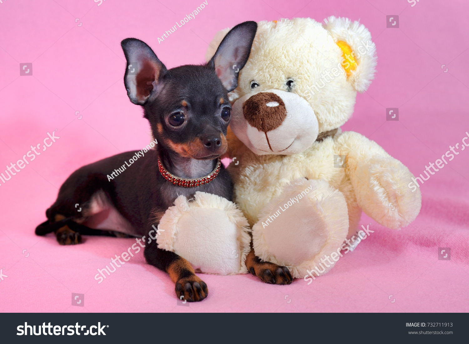 Black Tan Shorthaired Russkiy Toy Russian Stock Photo Edit Now