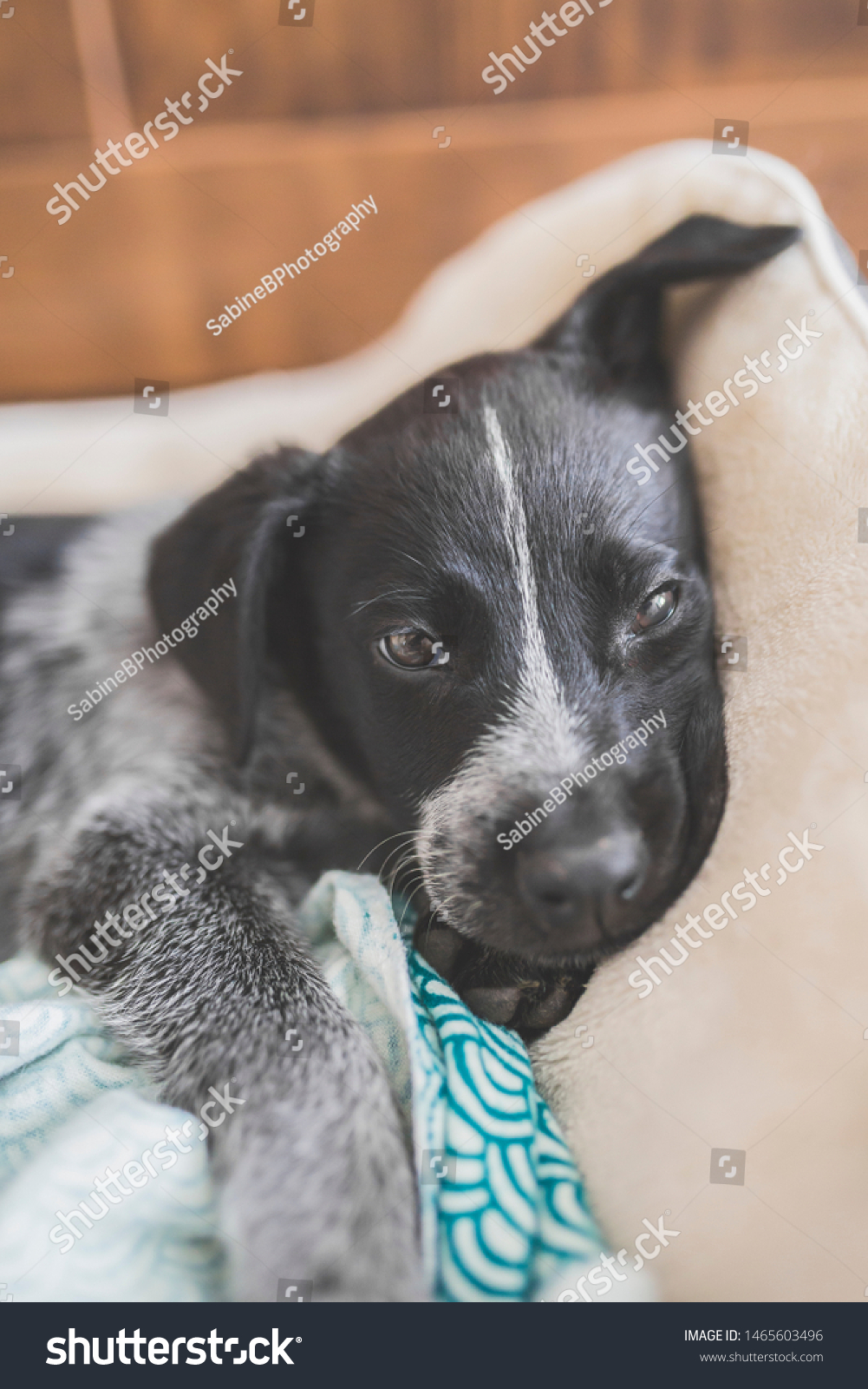 Black White Australian Cattle Puppy Photo (Edit Now) 1465603496