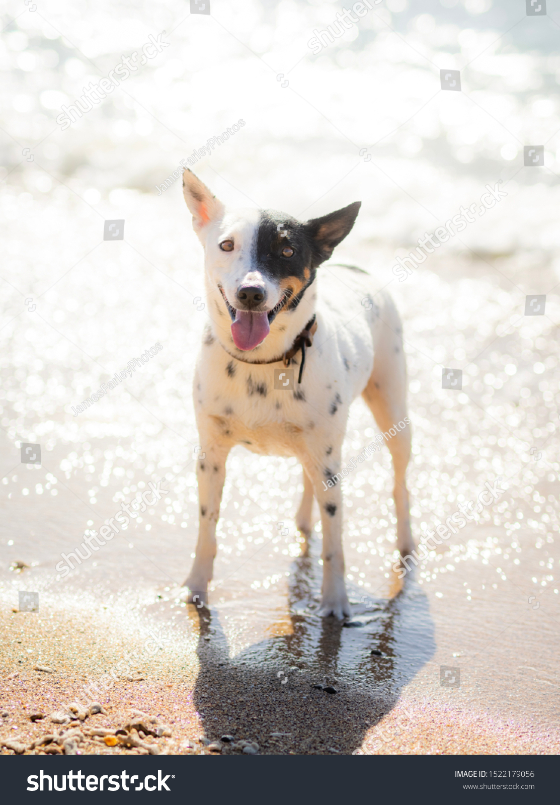 Foto Stok Black White Australian Kelpie Dingo Cross Edit Sekarang 1522179056