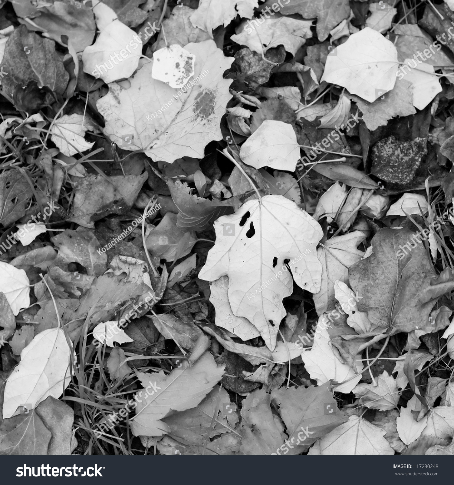 Black White Autumn Leaves Stock Photo 117230248 - Shutterstock