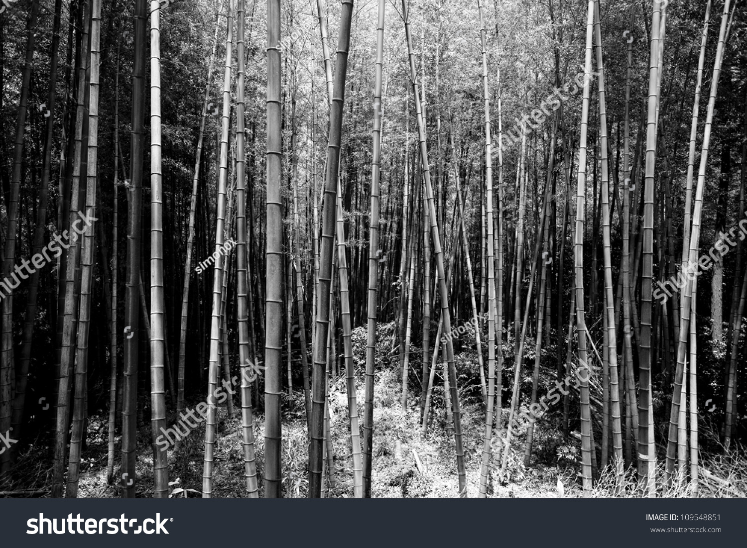 Black And White Bamboo Forest Stock Photo 109548851 : Shutterstock