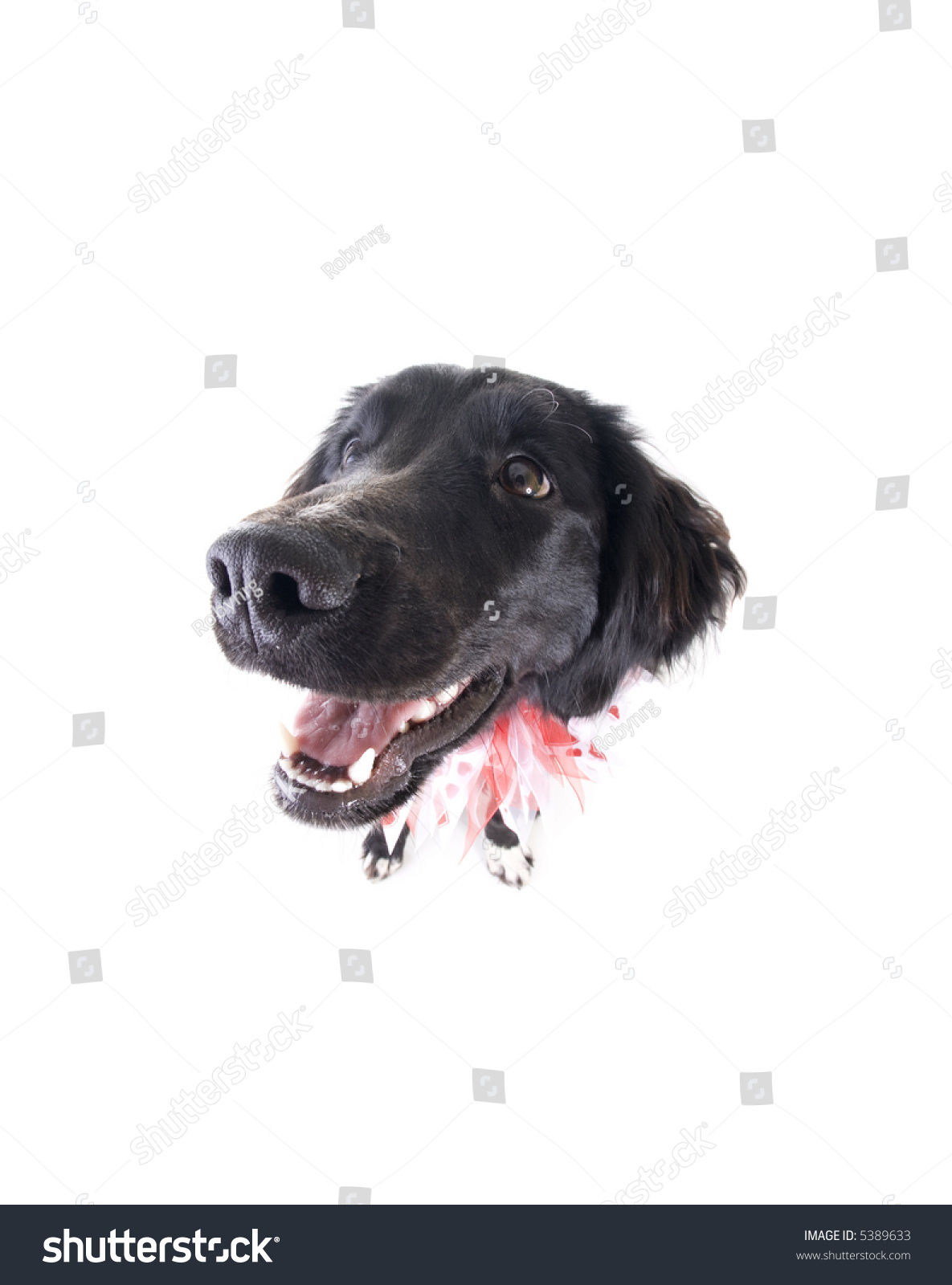 Black White Border Collie Cross Dog Stock Photo Edit Now 5389633