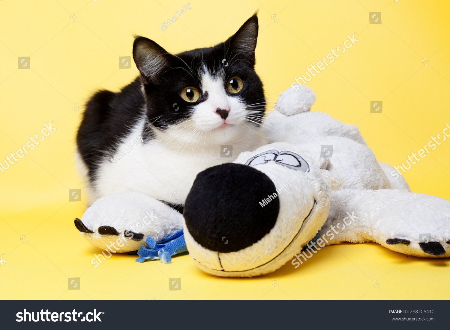 black and white cat teddy
