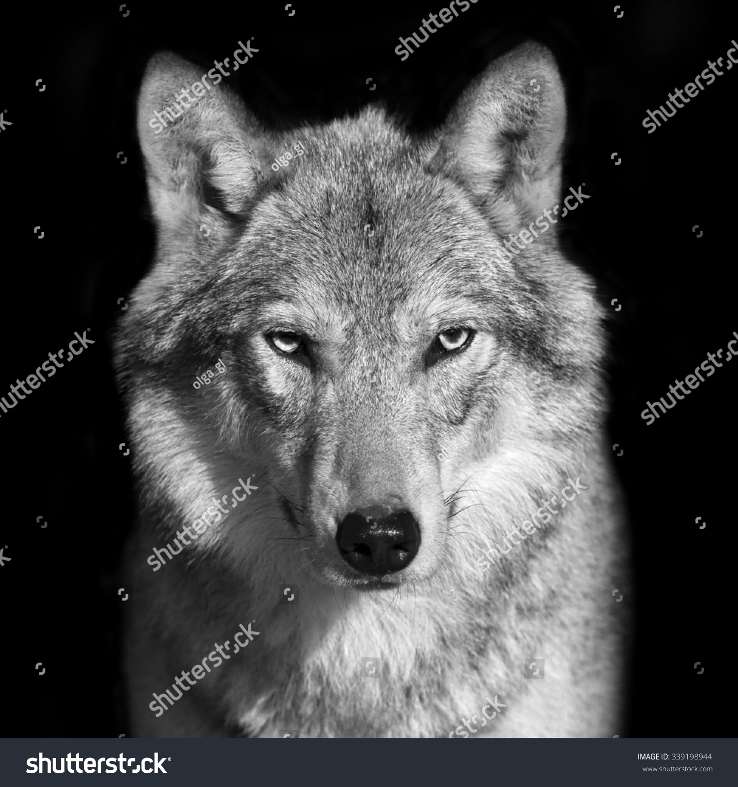 Black White Close Portrait Grey Wolf Stock Photo 339198944 - Shutterstock