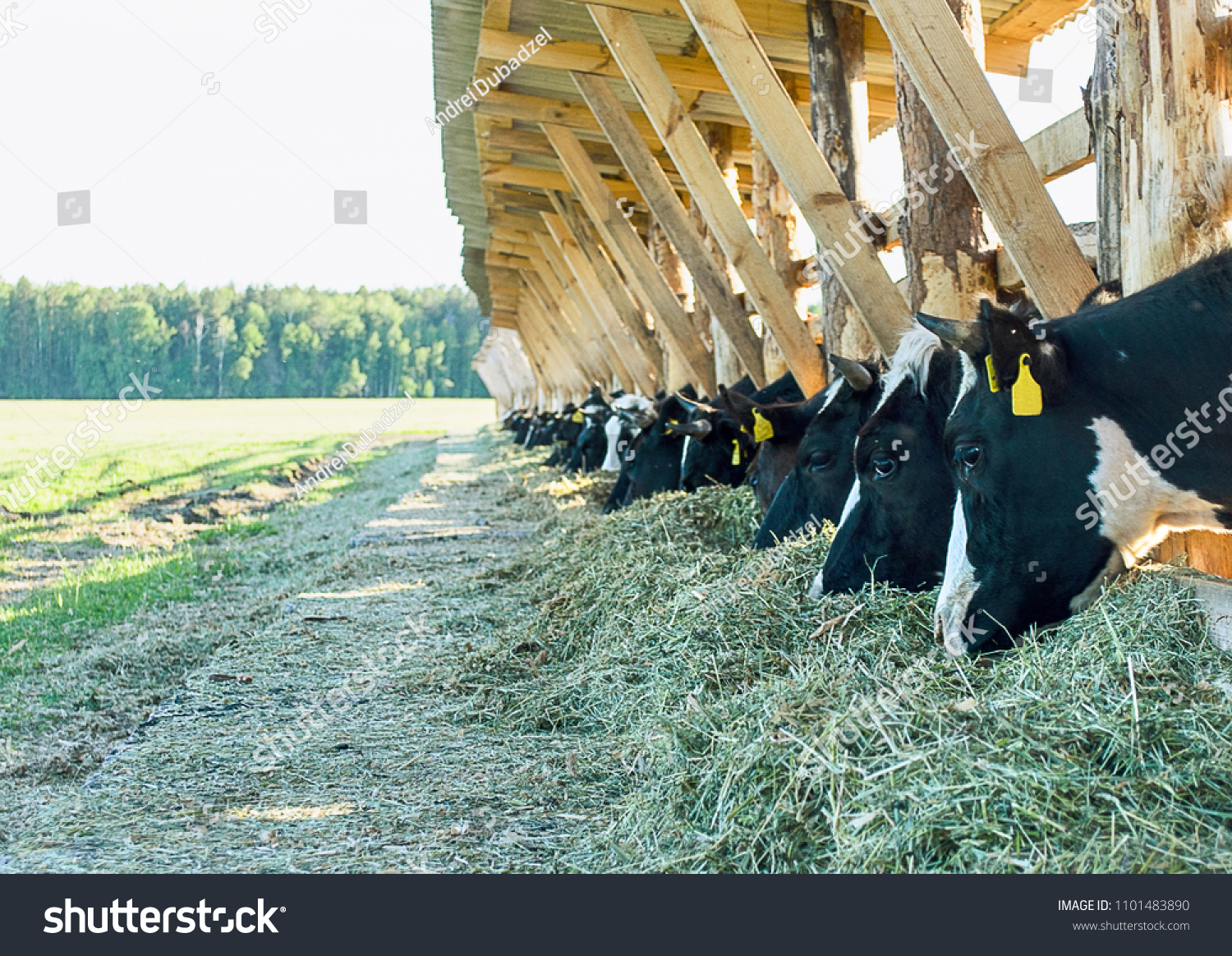 牛小屋の白黒の牛が干し草を食べている 農業 牧草地で干し草を食べる牛の群れ 牛の搾乳は ルーサン干し草を食べる の写真素材 今すぐ編集