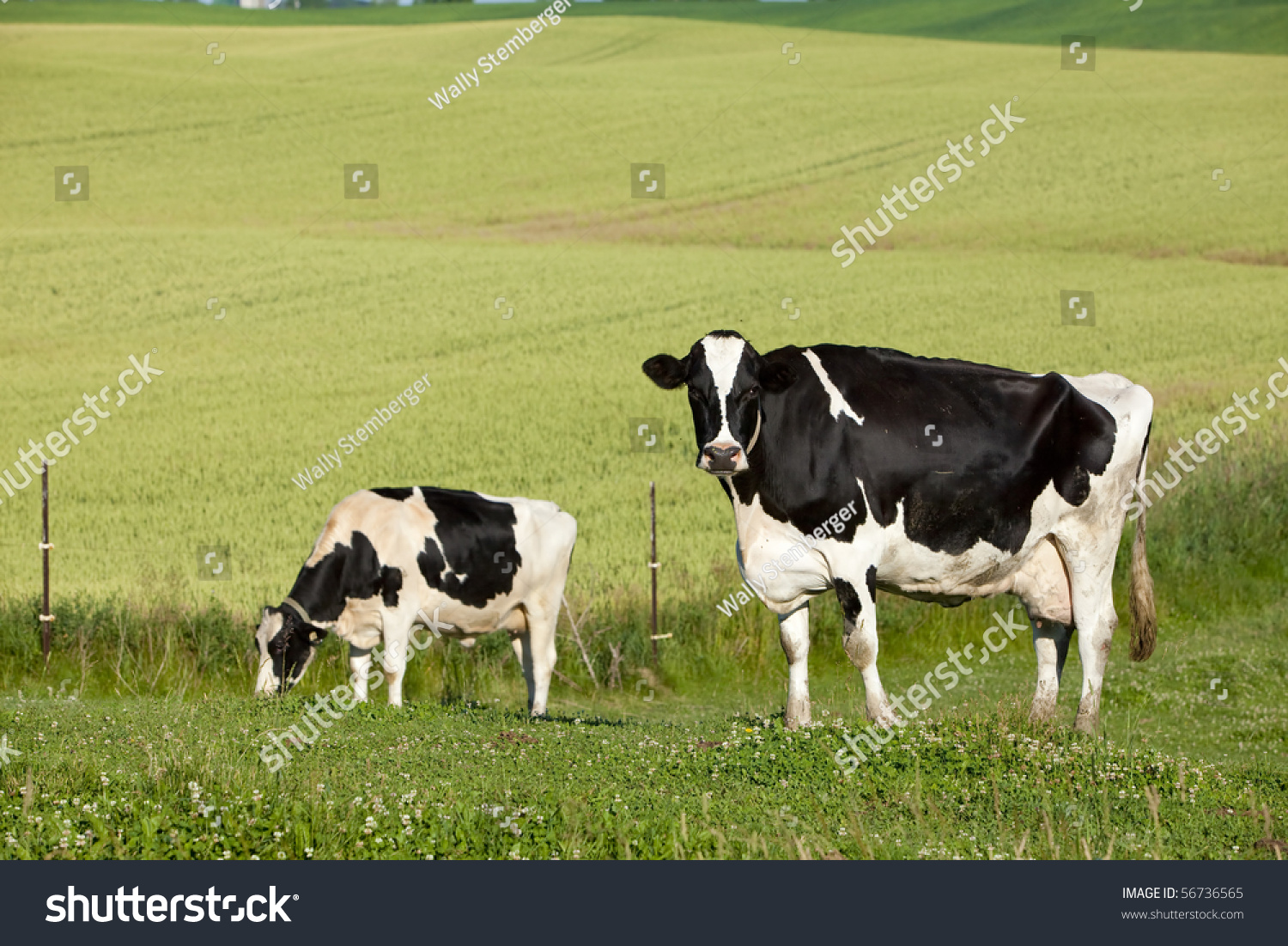 black and white jersey cow 
