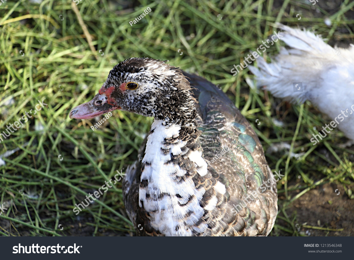 Black White Duck Wallpaper Stock Photo (Edit Now) 1213546348