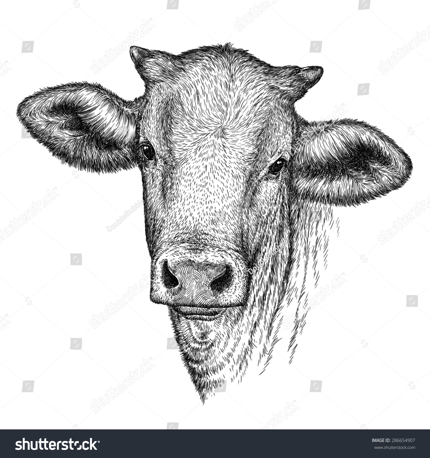 Black White Engrave Isolated Cow Head Stock Illustration 286654907 ...