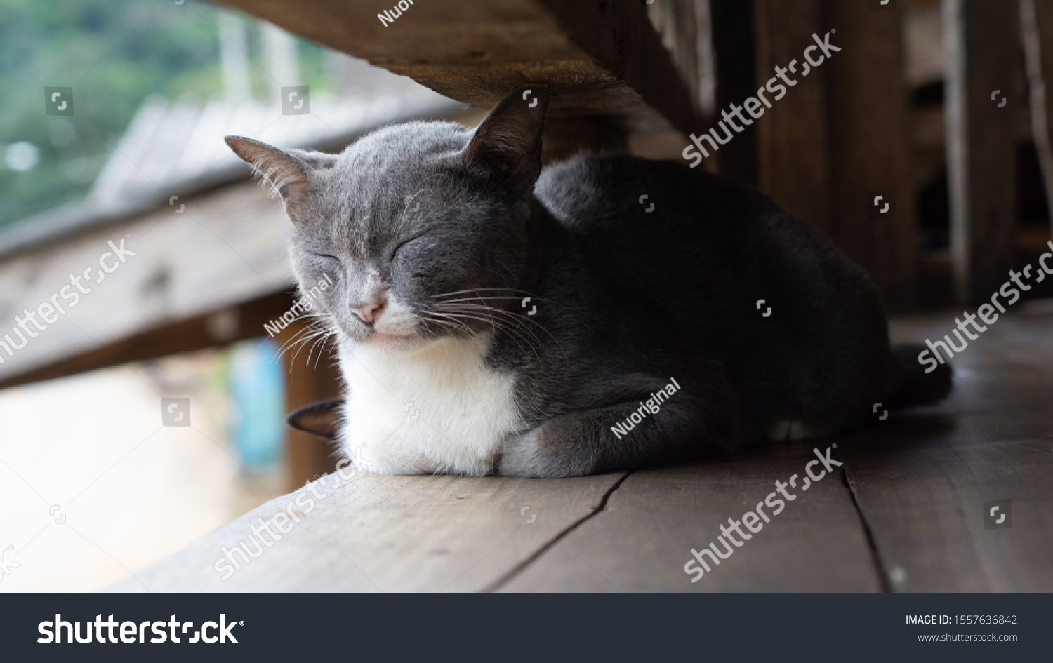 Black White Fat Cats Closing Their Stock Photo Edit Now 1557636842,Butter Chicken Recipe Ingredients