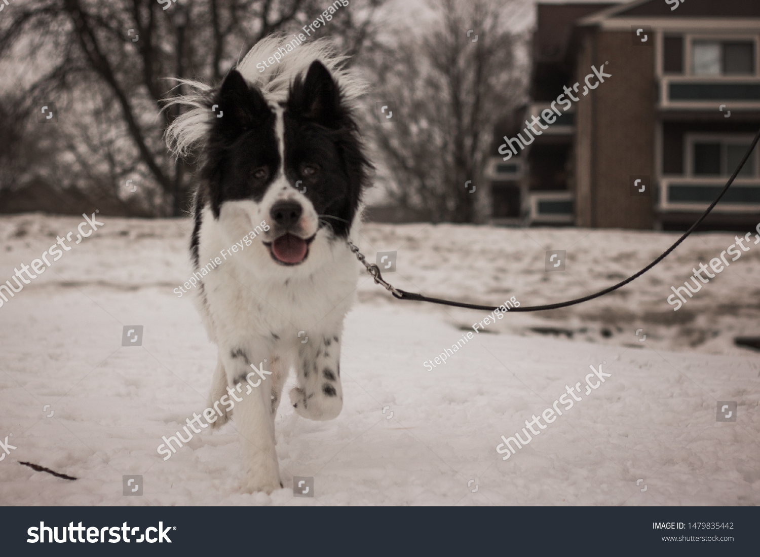 Black White Fluffy Border Collie Akita Stock Photo (Edit Now) 1479835442