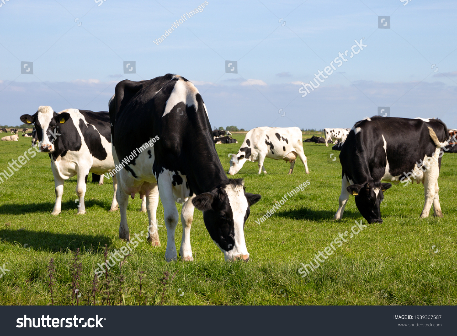 Cow Graze Images Stock Photos Vectors Shutterstock