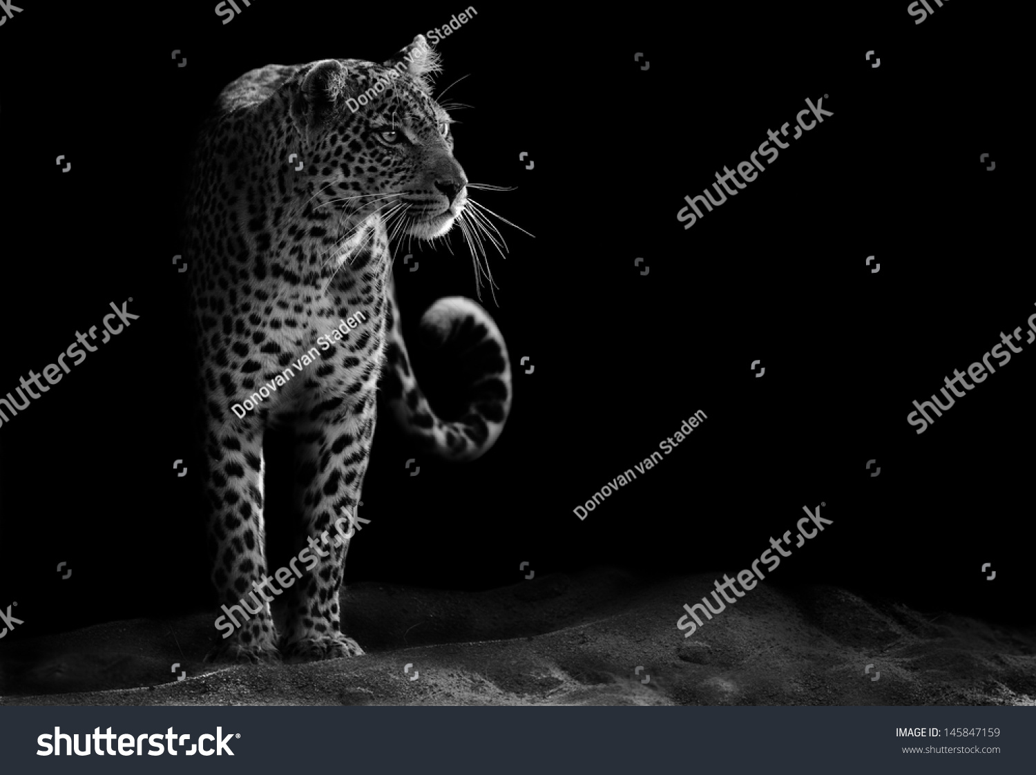 Black And White Image Of A Leopard Staring Stock Photo 145847159 ...