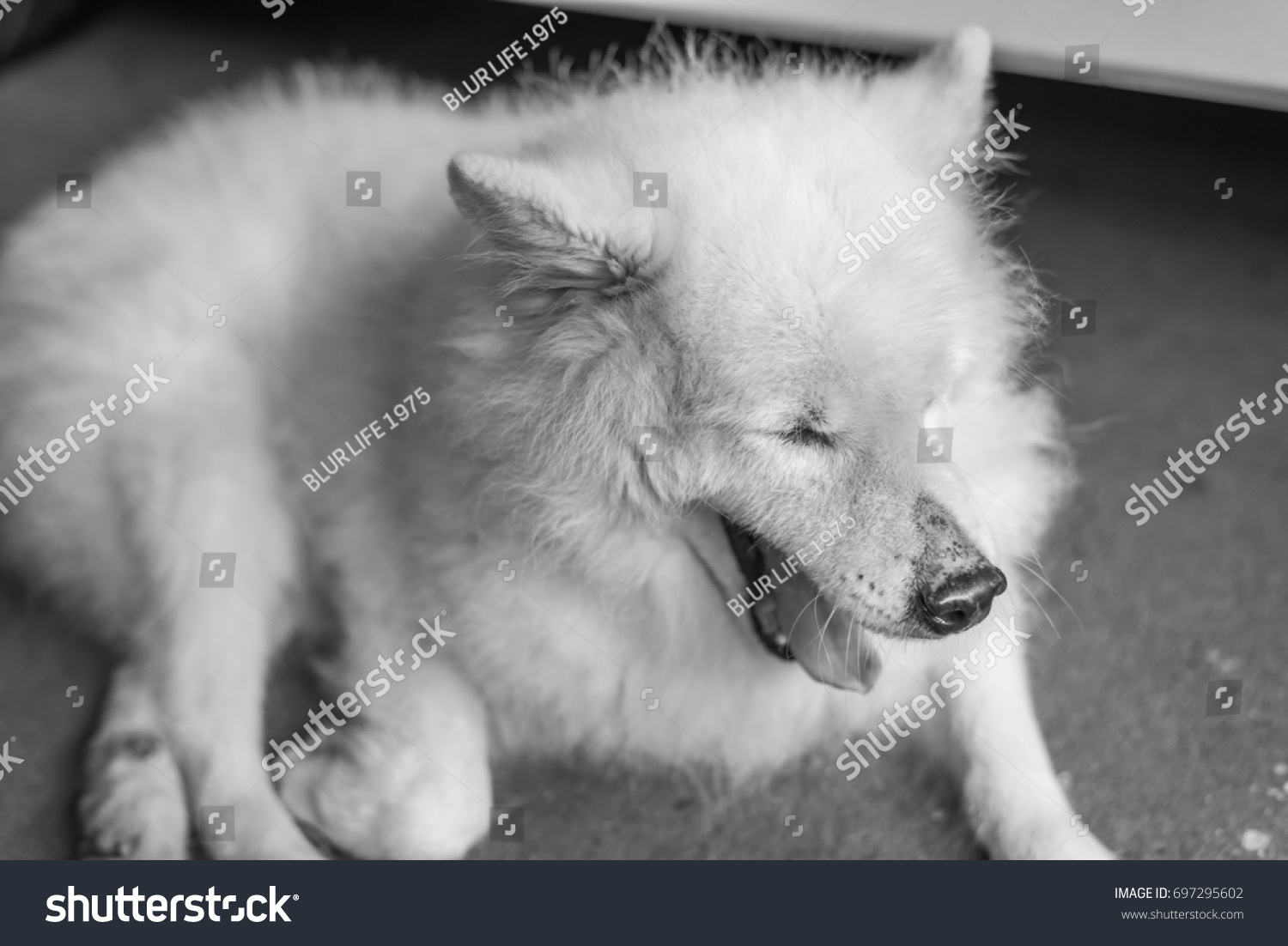 Black White Image Dogjapanese Spitz Sleep Stock Photo Edit Now