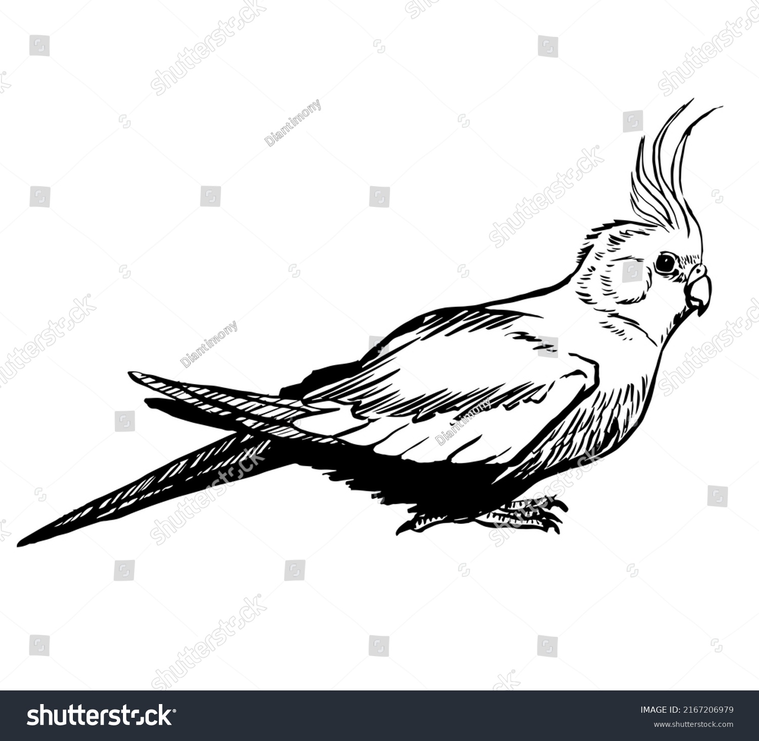 881 Cockatiel Draw Images, Stock Photos & Vectors 