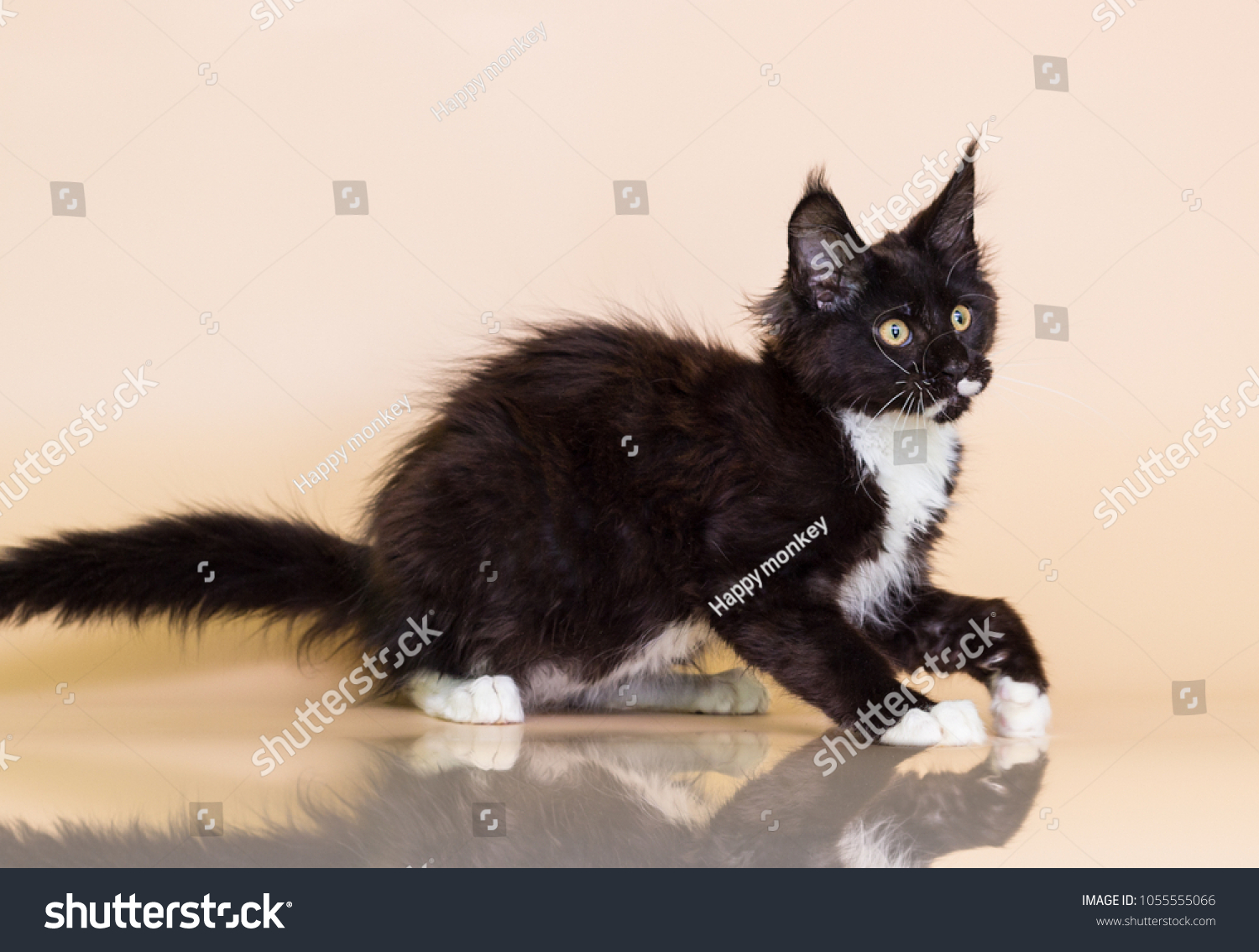 Black White Maine Coon Kitten On Stock Photo Edit Now 1055555066