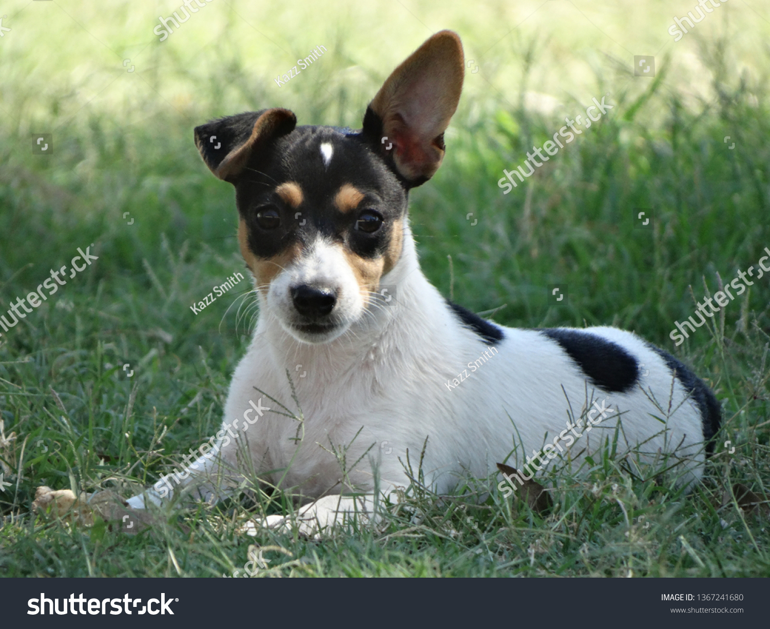 Black White Mini Fox Terrier Foxie Animals Wildlife Stock Image 1367241680