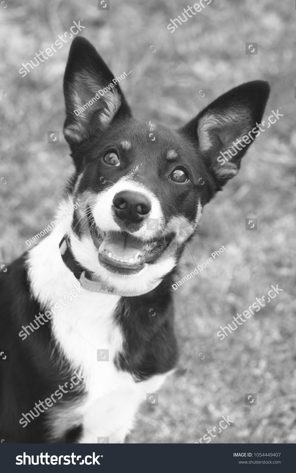 Black White Photo Happy Kelpie Cross Stock Photo Edit Now 1054449407