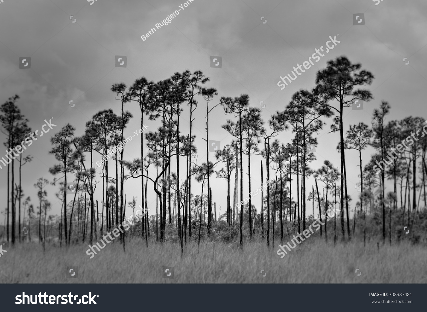 Black White Photo Stark Tree Line Stock Photo Edit Now