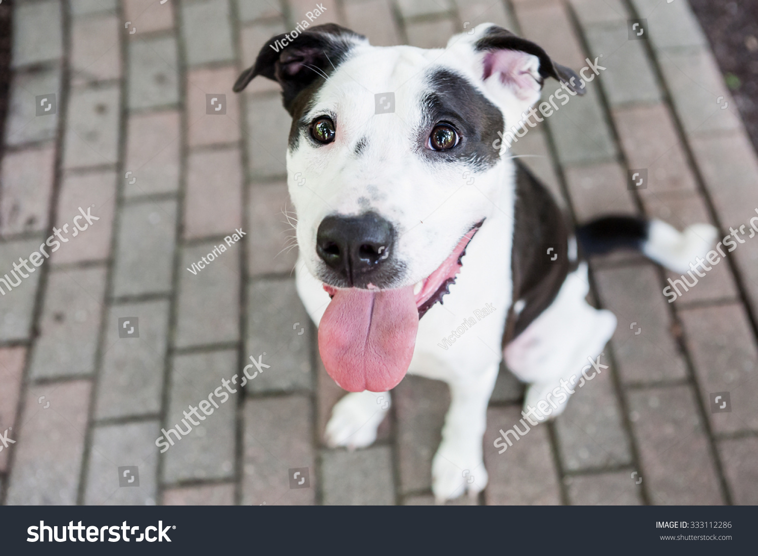 白黒のピットブル ミックス犬が公園に座っている の写真素材 今すぐ編集