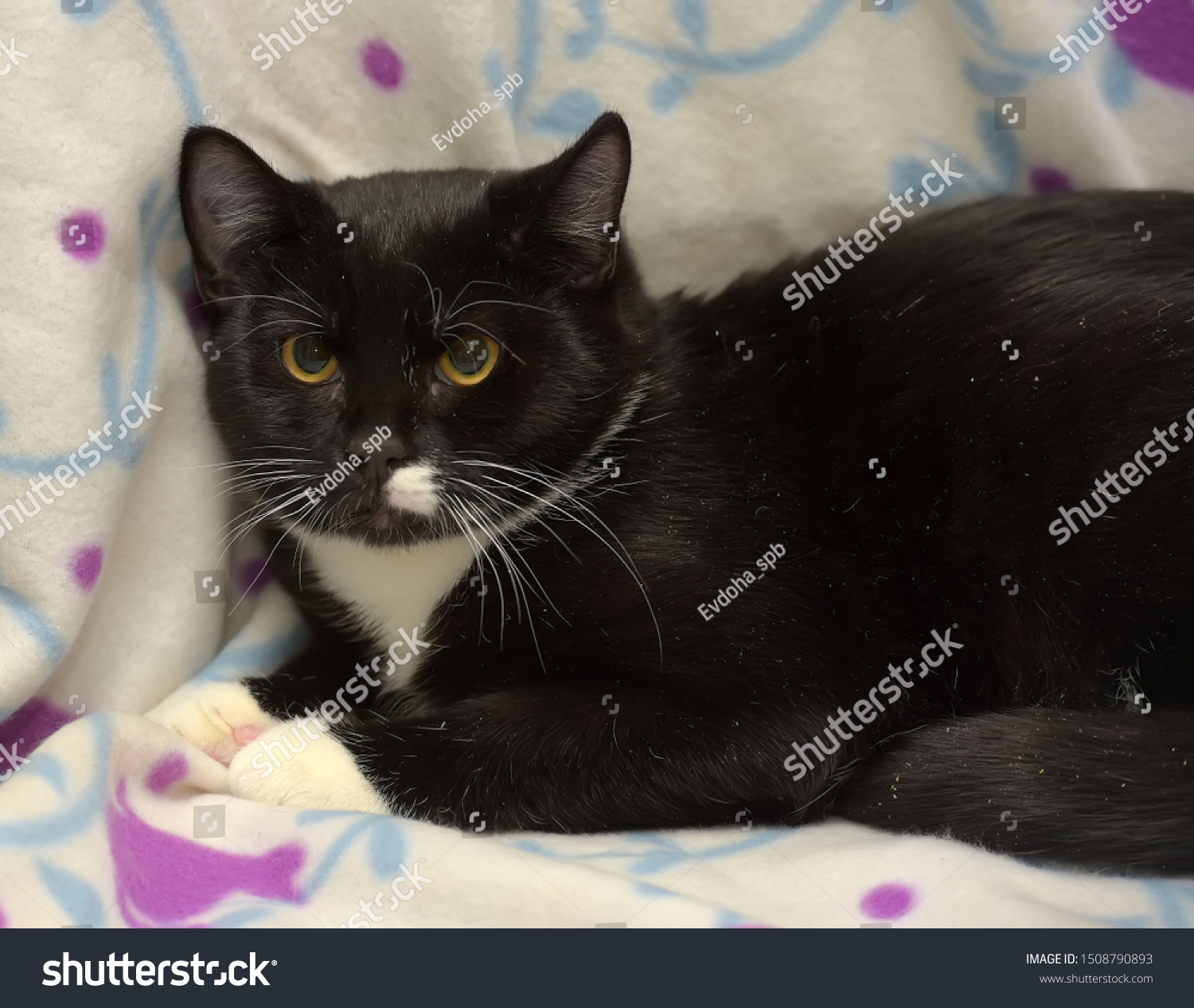 Black White Plump European Shorthair Cat Animals Wildlife Stock Image 1508790893