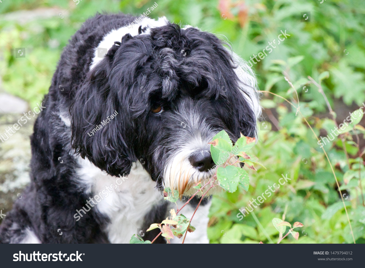 Black White Portuguese Water Dog Smelling Animals Wildlife Stock Image 1479794012