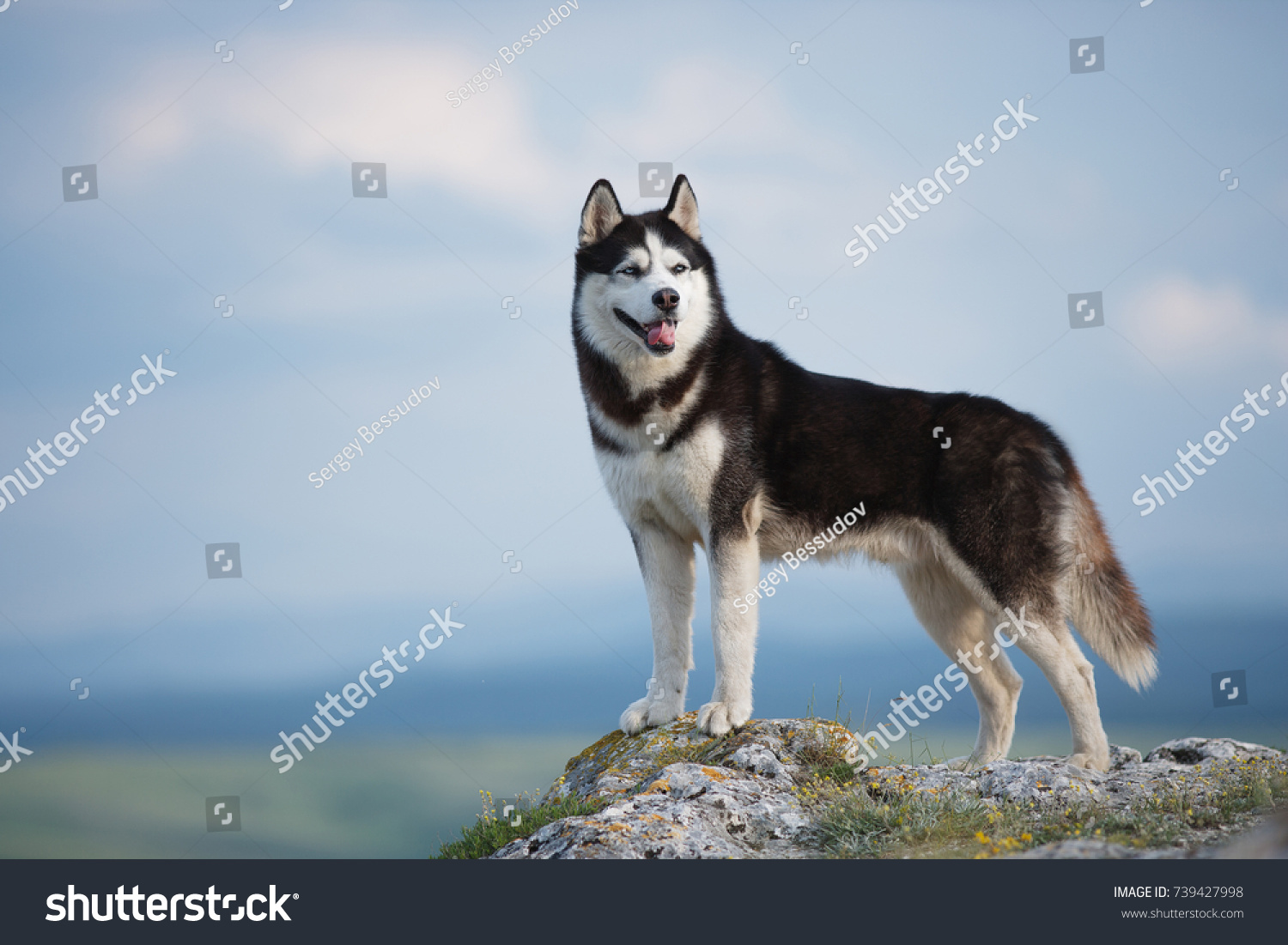 山や森の背景に山の上に立つ白黒のシベリアン ハスキー 自然の風景の背景に犬 青い目 楽しい犬 犬が顔をしかめる の写真素材 今すぐ編集