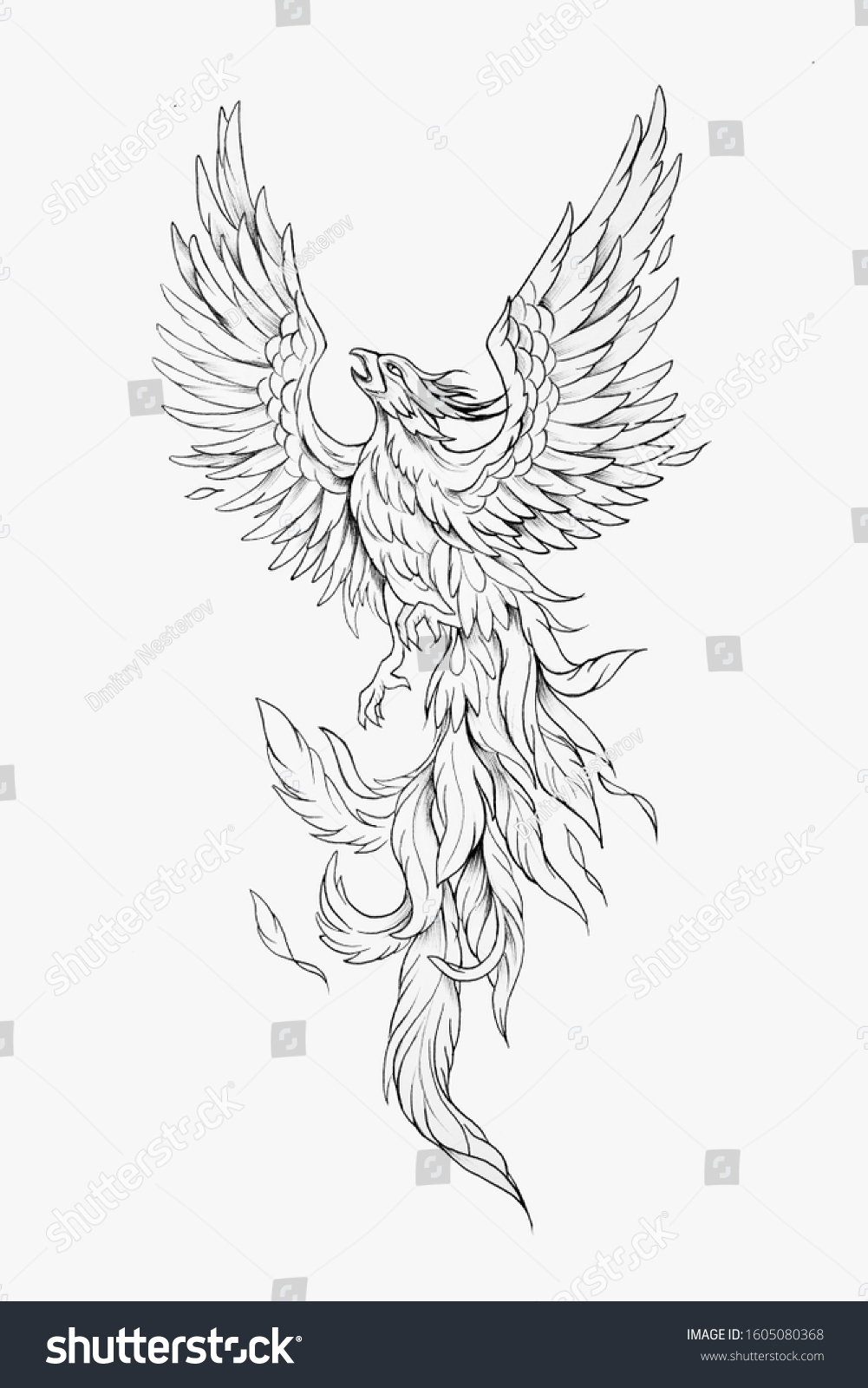 Black White Sketch Majestic Phoenix Stock Illustration 1605080368 ...