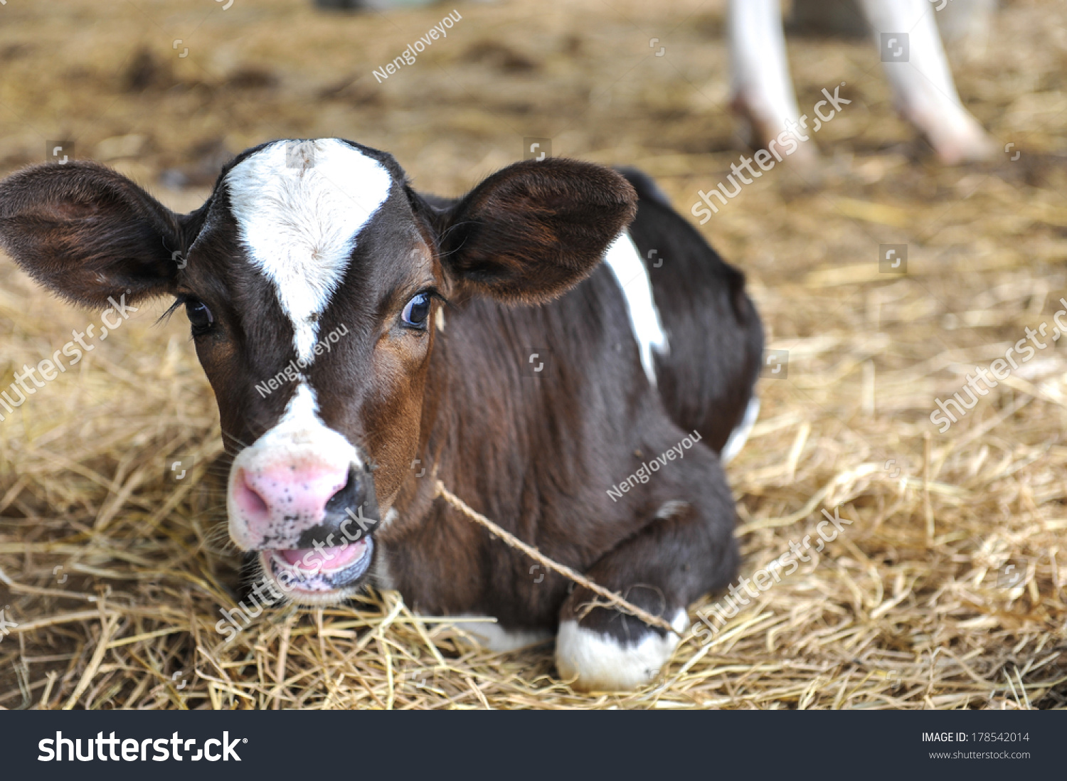 Black And White Spotted Young Cow Calf In Hay Stock Photo 178542014 ...