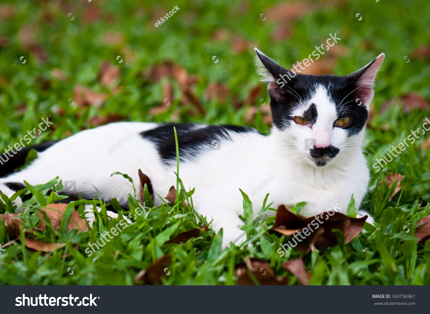 Black And White Stray Cat Playing In Public Park Stock Photo 163756961 ...