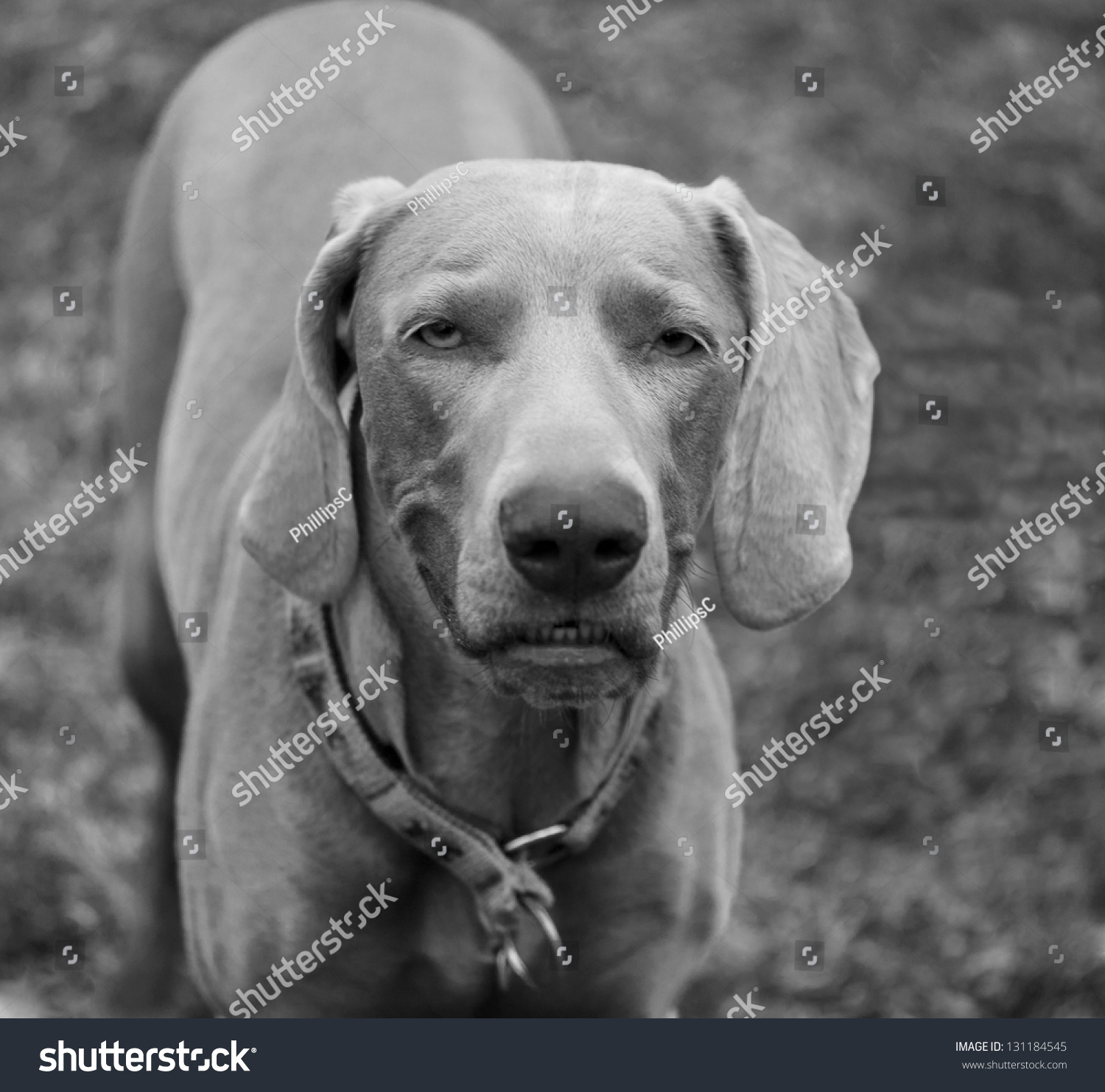 Black And White Weimaraner Portrait Stock Photo 131184545 : Shutterstock