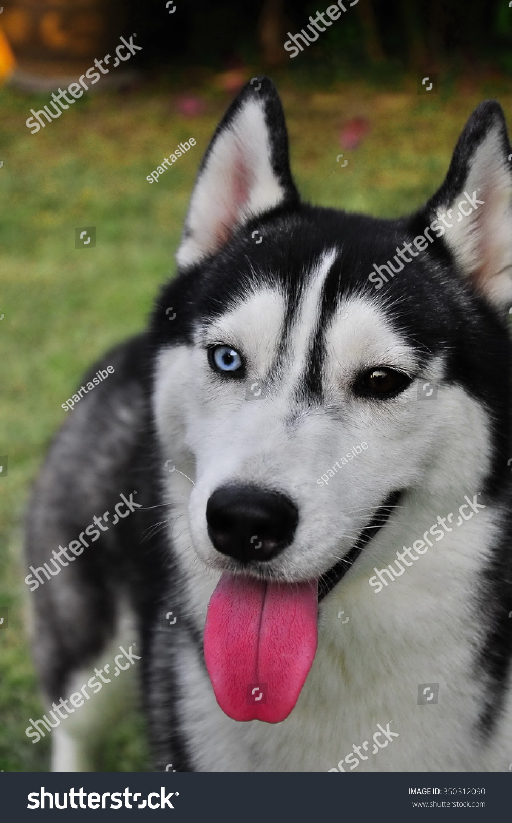 Black White Bieyed Siberian Husky One Stock Photo Edit Now