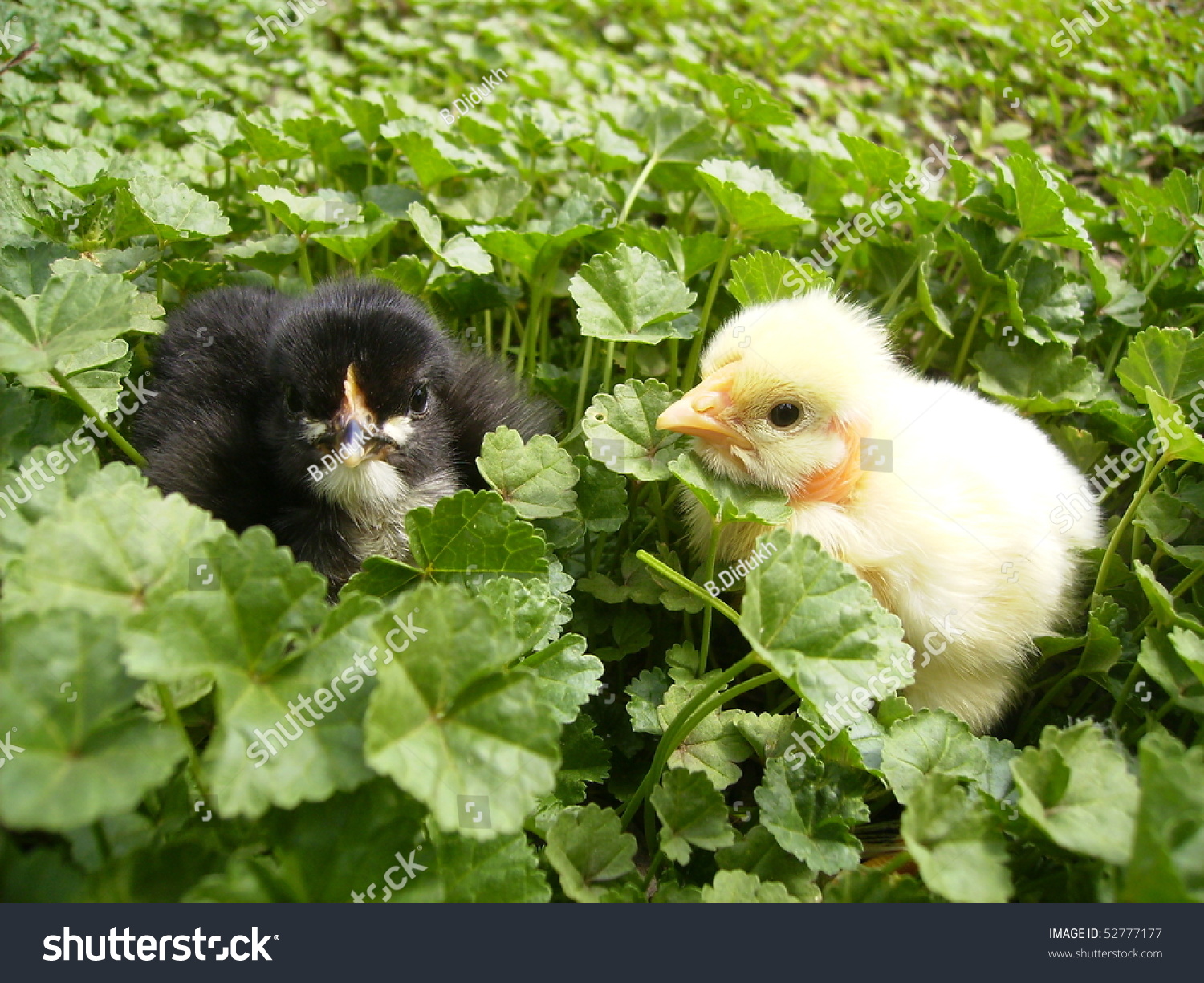 Black And Yellow Chicken Stock Photo 52777177 : Shutterstock