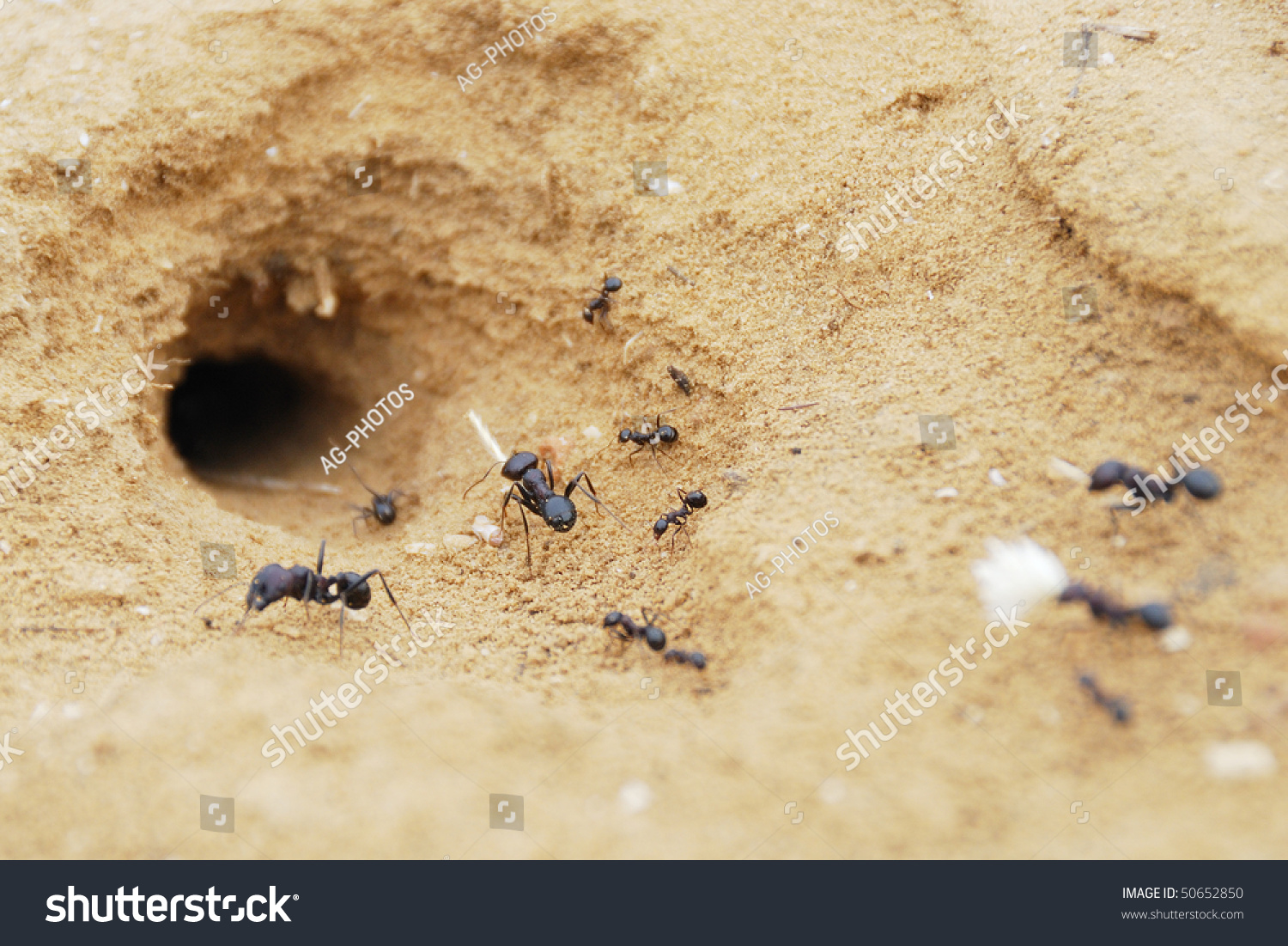 stock photo black ants in desert near an anthill 50652850