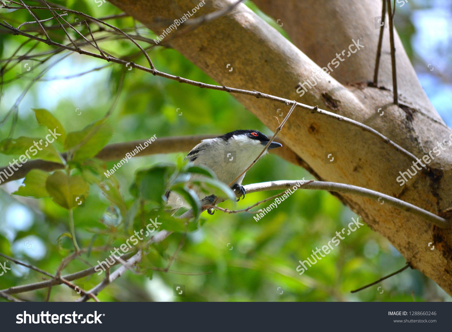 Black Backed Puffback Bird の写真素材 今すぐ編集