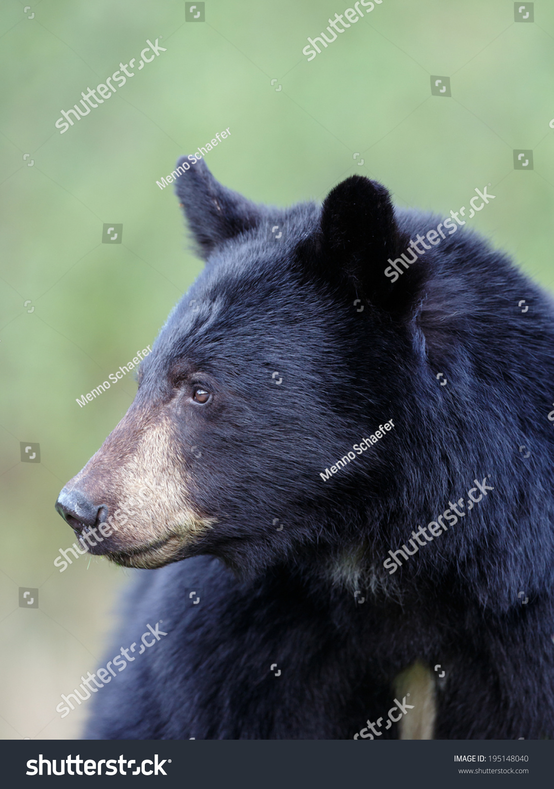 Black Bear Portrait Stock Photo 195148040 : Shutterstock