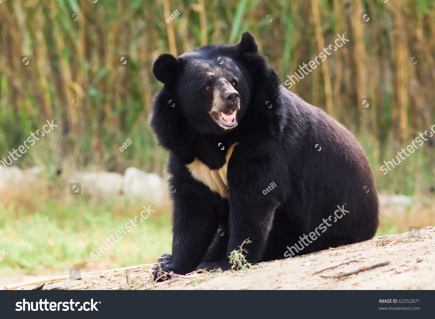 Black Bear Roaring In Nature Stock Photo 62352871 : Shutterstock