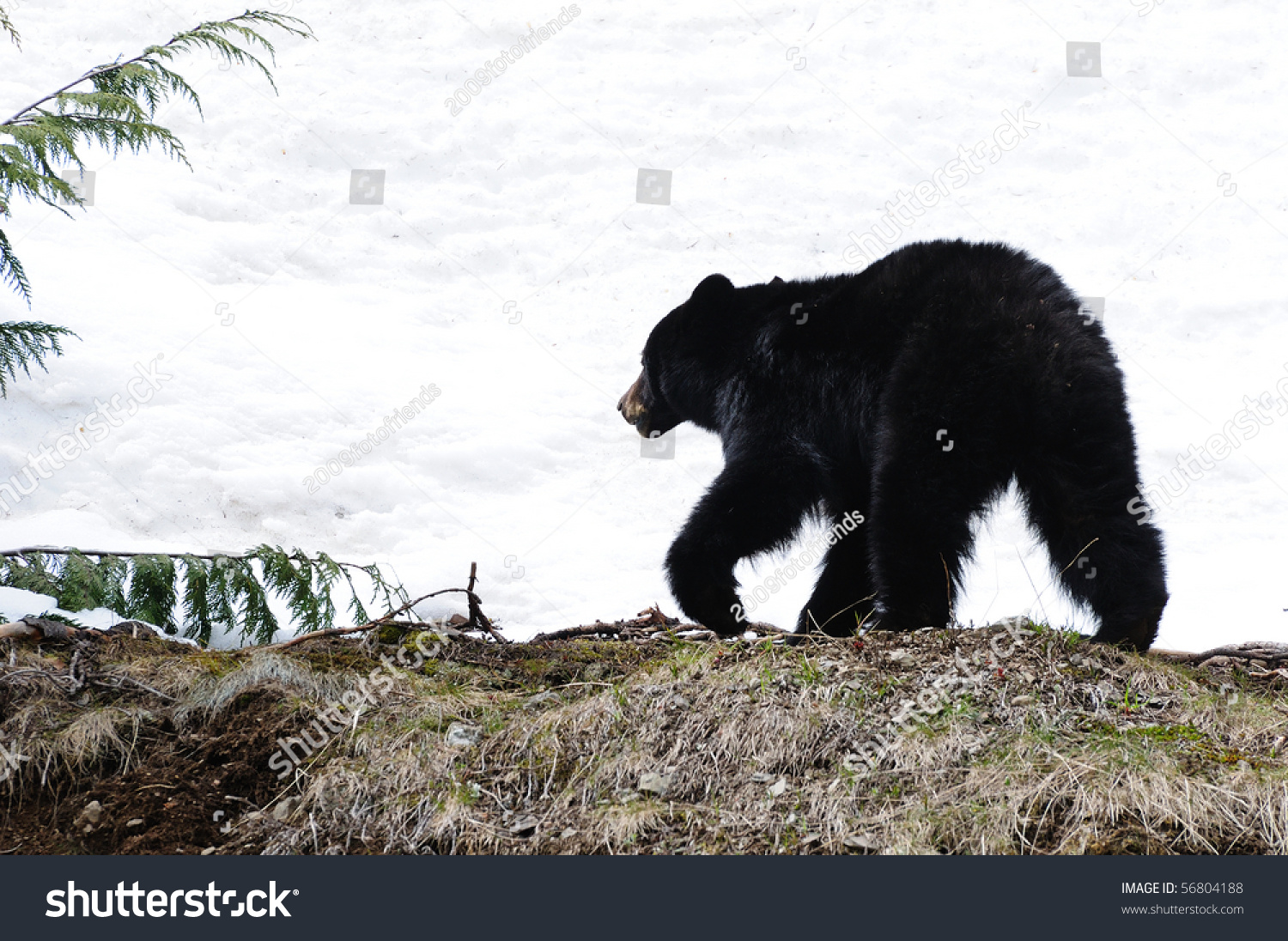 Black Bear Wandering On Cliff In Spring Hurricane Ridge, Olympic ...