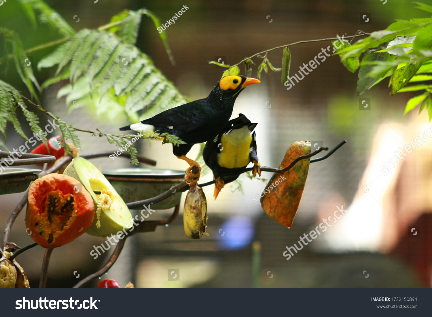 149 Beo bird Images, Stock Photos & Vectors | Shutterstock