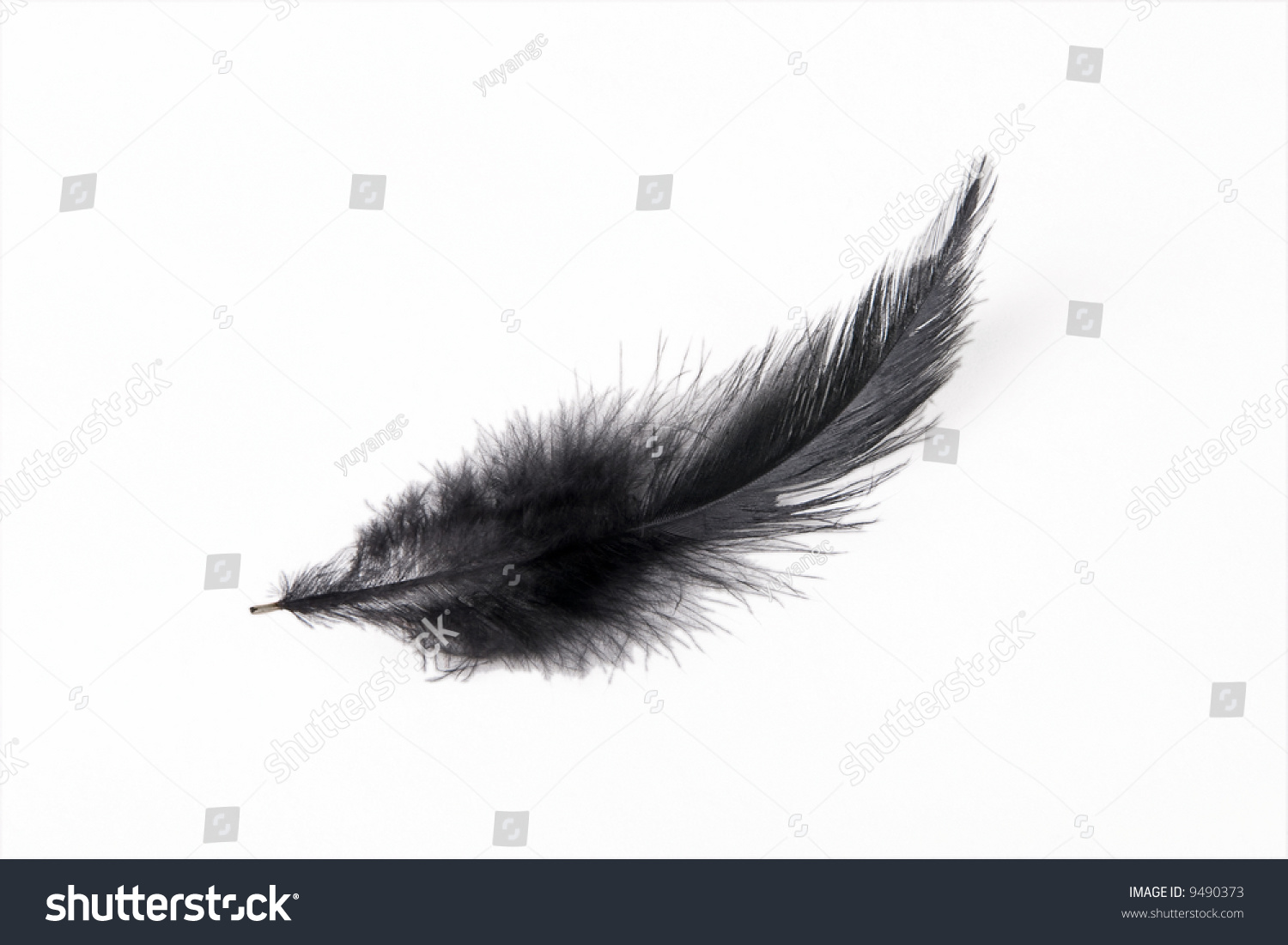 Black Bird Feather On White Background Stock Photo 9490373 - Shutterstock