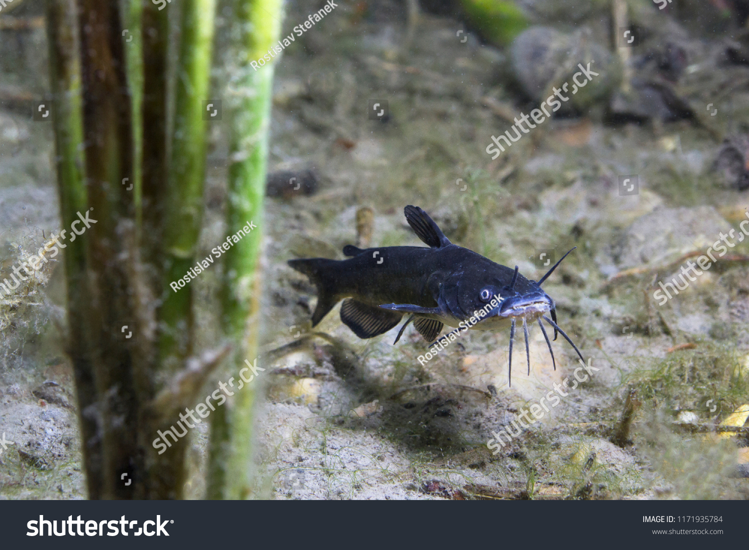 Black Bullhead Catfish Ameiurus Melas Underwater Stock Photo Edit