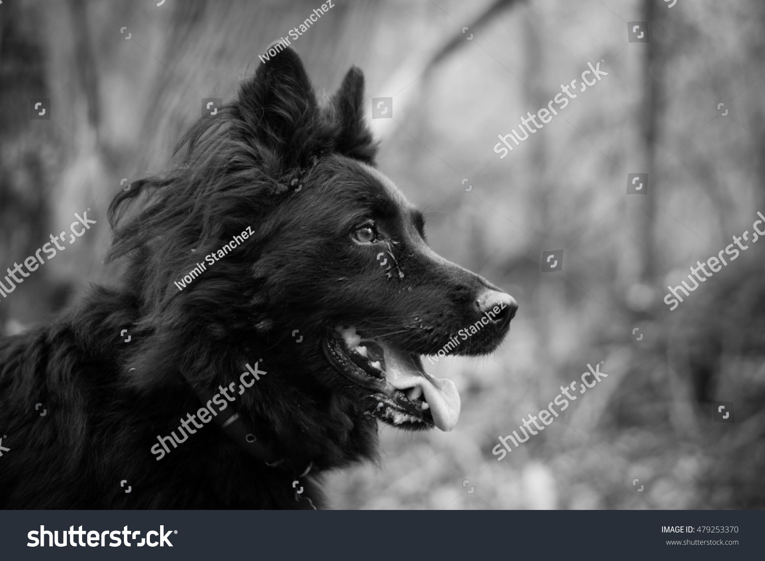 Black Canadian Wolf Dog Stock Photo 479253370 : Shutterstock
