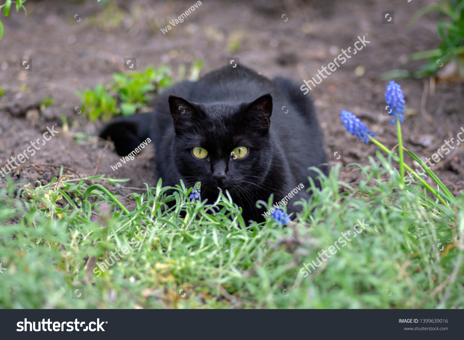 Black Cat Lie Wait Garden Dark Stock Photo Edit Now 1399639016