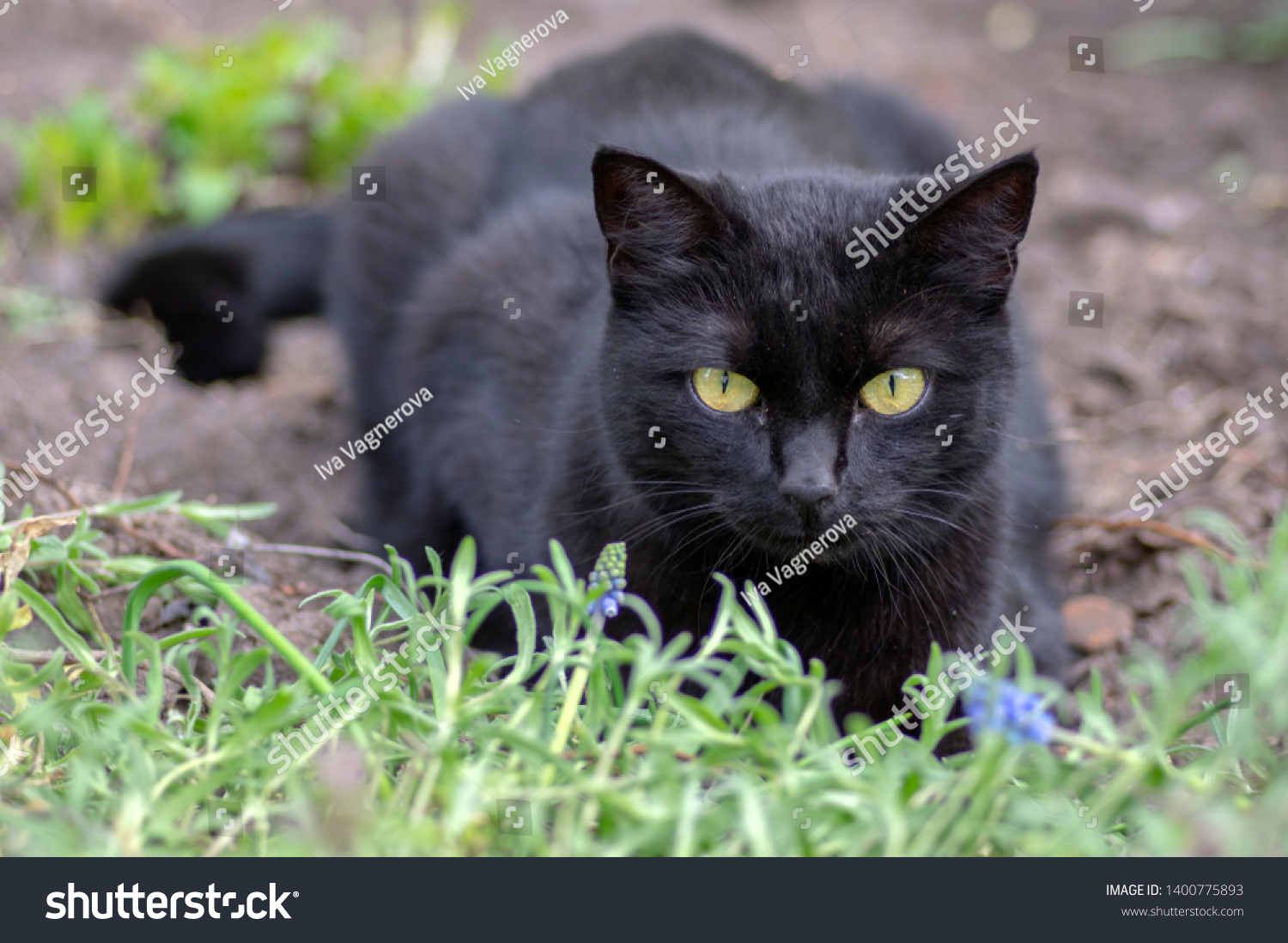 Black Cat Lie Wait Garden Dark Stock Photo Edit Now 1400775893