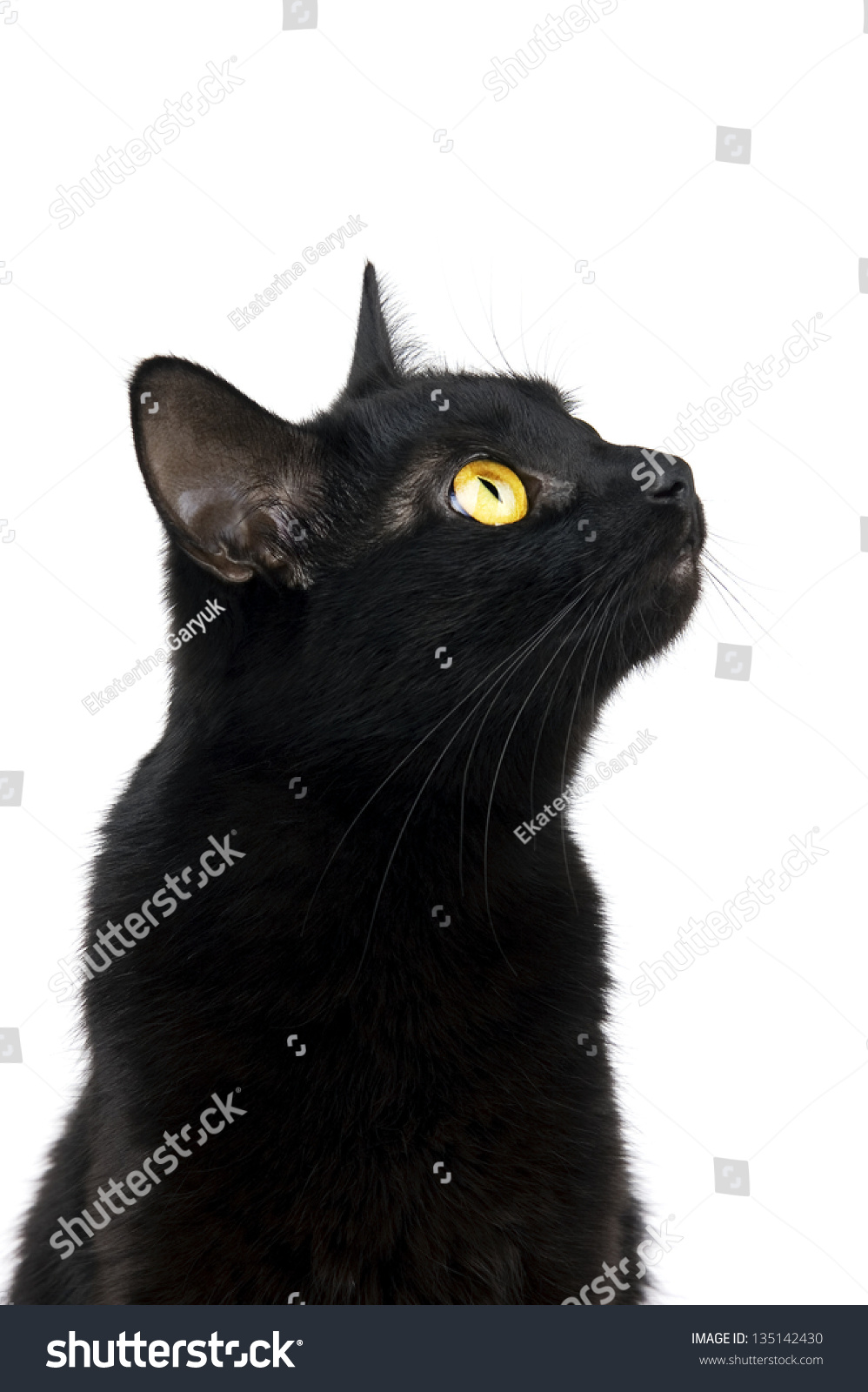 Black cat profile Images, Stock Photos & Vectors | Shutterstock