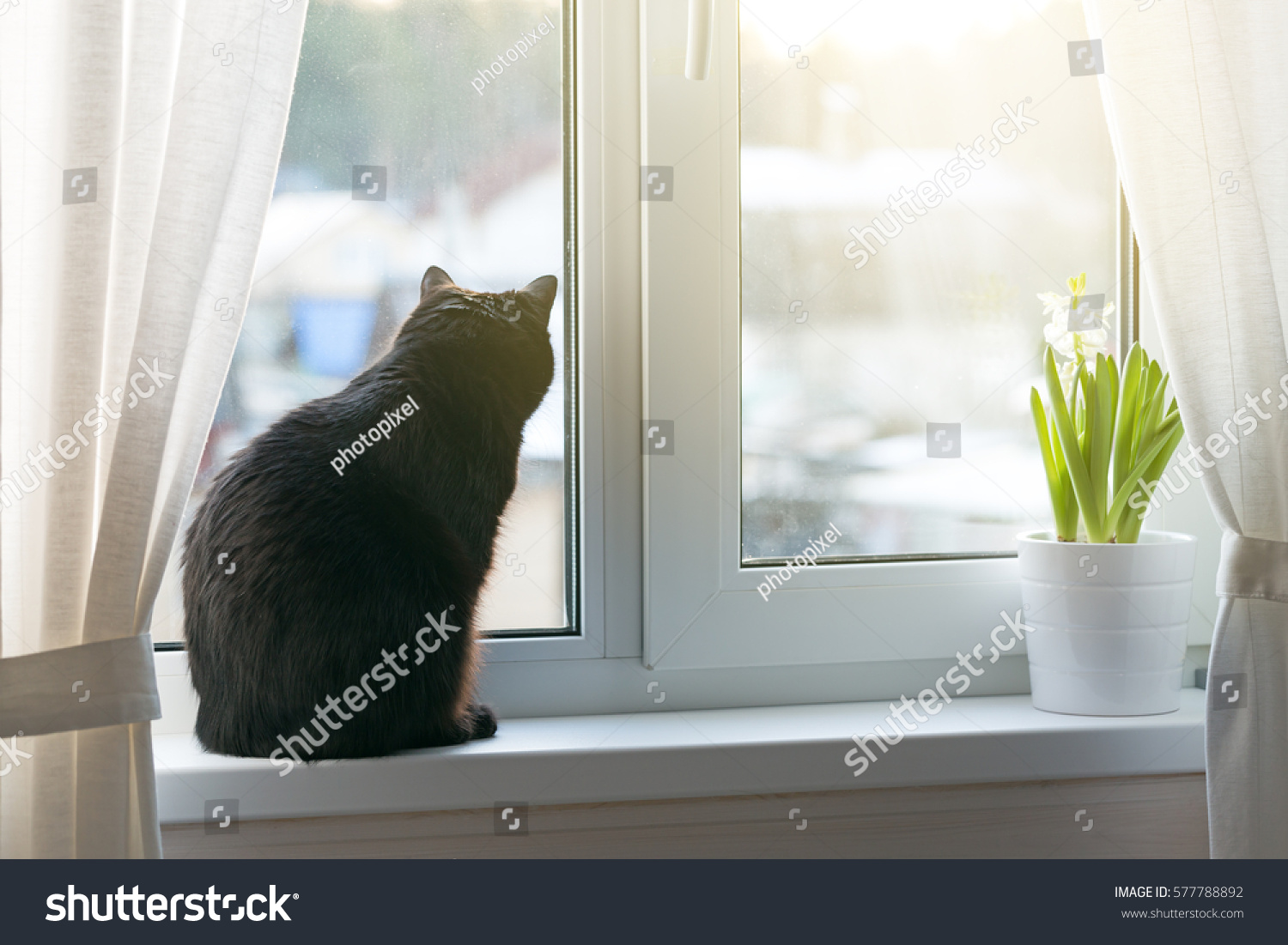 21,643 Black cat in the window Images, Stock Photos & Vectors ...