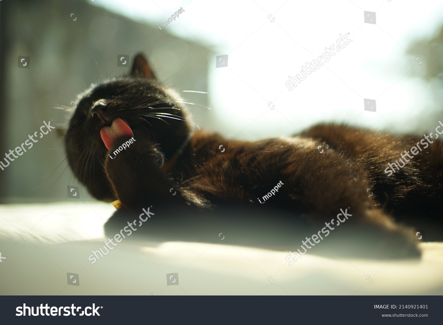 Black Cat Sticking Out His Tongue Stock Photo 2140921401 Shutterstock Black Cat Sticking Out His Tongue Stock Photo 2140921401 Shutterstock