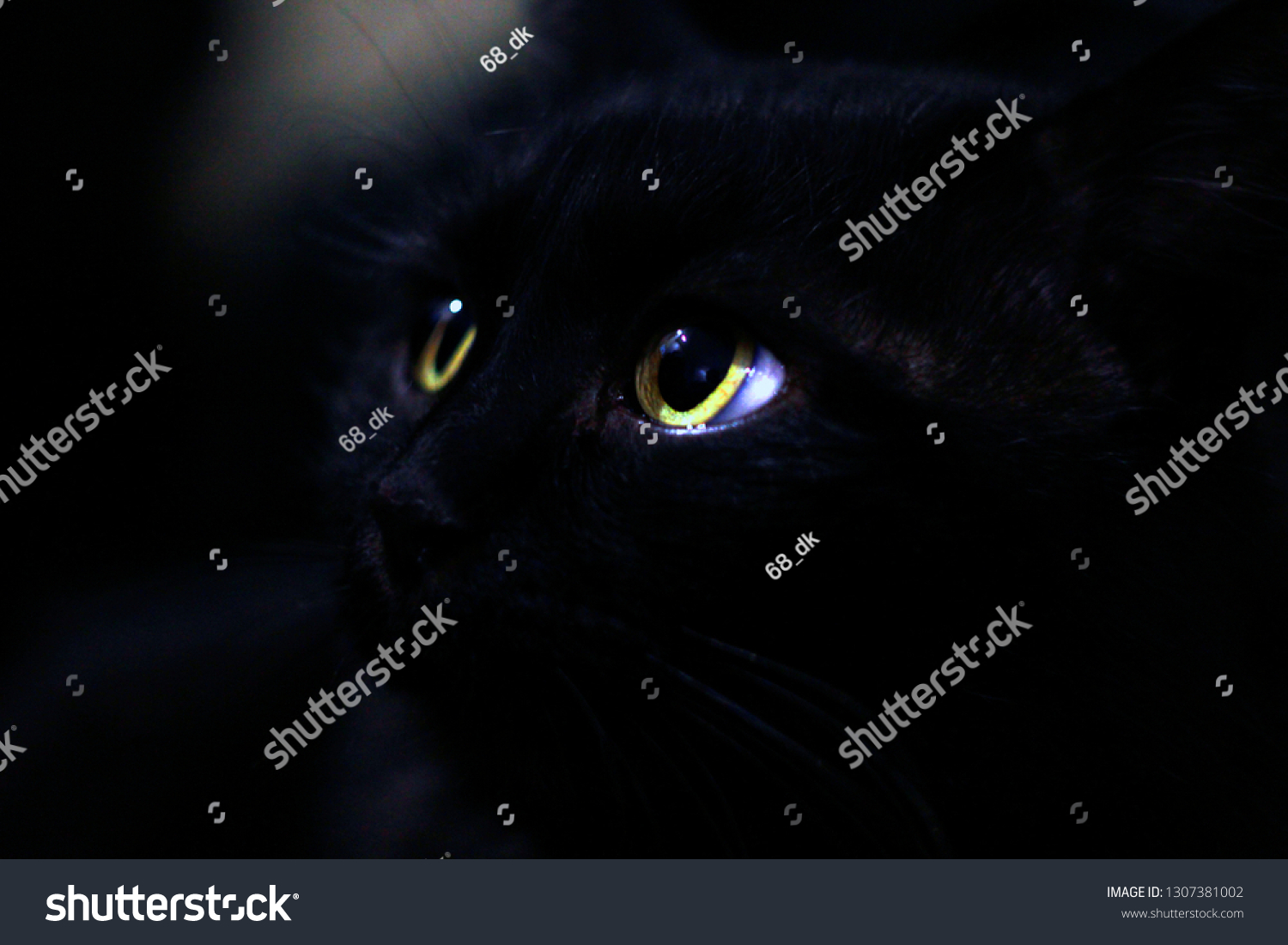 Black Cat Blue Eyes Stock Photo Shutterstock
