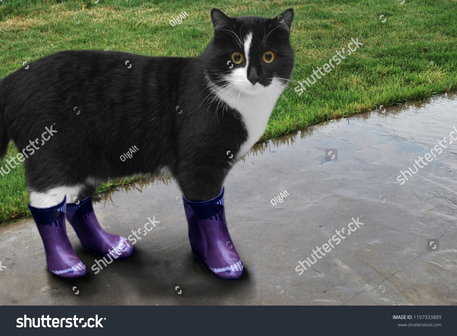 boots for kittens