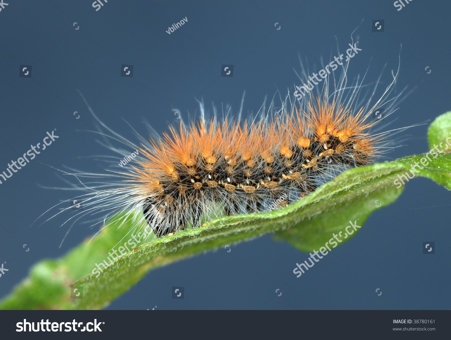Black Caterpillar Long Hairs Orange White Stock Photo Shutterstock